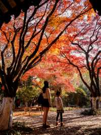 虞山秋日限定常熟紅葉美翻了丨附機位