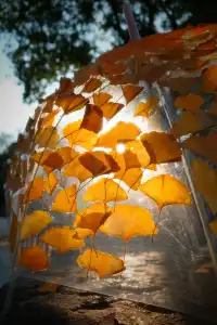 虞山方塔園|八百年銀杏|最佳觀賞期