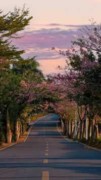 廈門芳都異木棉 + 錦江住宿攻略，粉色浪漫與舒適旅居指南🩷