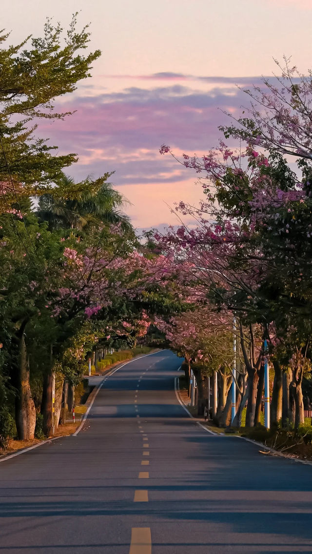 廈門芳都異木棉 + 錦江住宿攻略，粉色浪漫與舒適旅居指南🩷