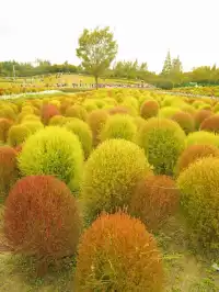上海寶藏遛娃地｜海上花開地膚節