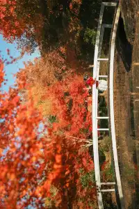 上海這裡的楓葉已經next level！附打卡路線