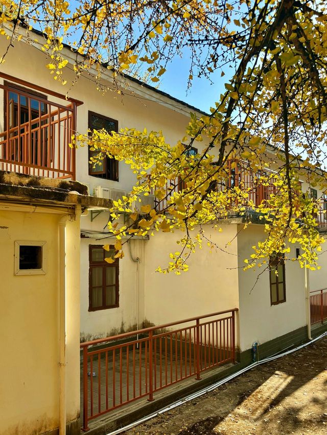 藏在廣東的「金色風暴眼」!銀杏迎來年度顏值巔峰! 藏在廣東的「金色風暴眼」!銀杏迎來年度顏值巔峰!