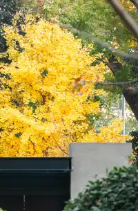 發現了！魔都市區能獨攬銀杏樹的小眾秘境！
