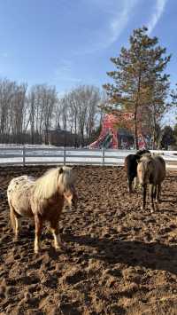伏爾加莊園冬日攻略|雪地撒歡全指南