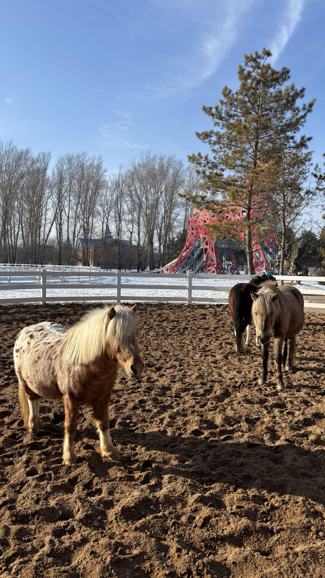 伏爾加莊園冬日攻略|雪地撒歡全指南 伏爾加莊園冬日攻略|雪地撒歡全指南