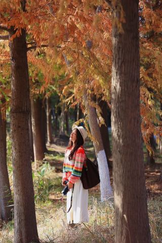 寧波周辺の秋の神話 水杉がまるで童話の世界のように美しい