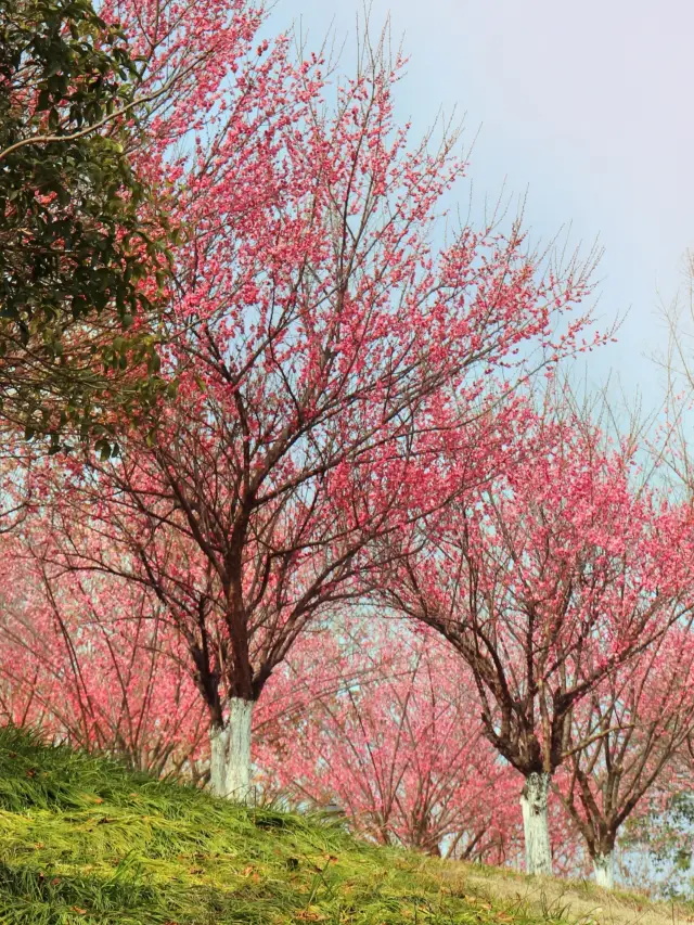 Xianghu Secret Realm, an Early Spring Signal Hidden Among the Ruins of the Pottery Kiln!