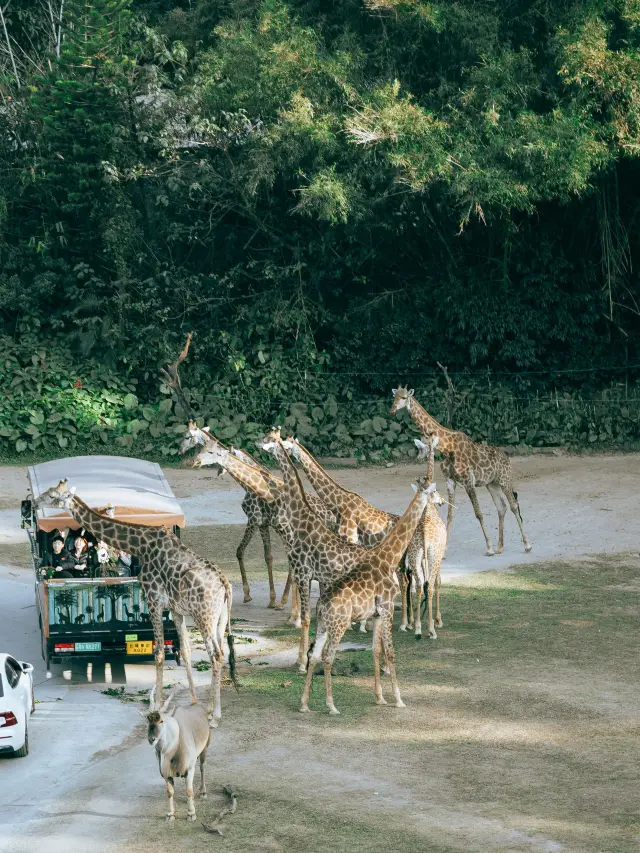 5-Day Ultimate Family Trip Guide in Guangzhou That Will Make You Not Want to Leave