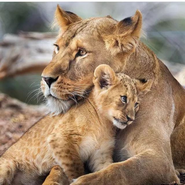 Wild Africa | Essential Guide to the Three Major National Parks of Kenya and Tanzania