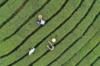 Wujia Tai Tribute Tea Culture Carnival, Romantic Opening on March 27
