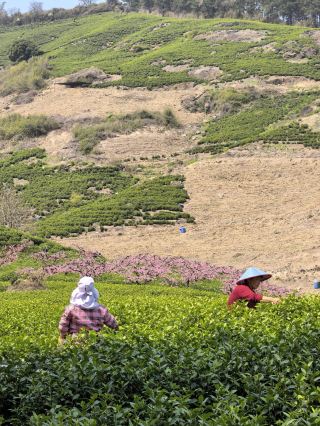 Shiroyama Kojō is busy picking tea leaves.