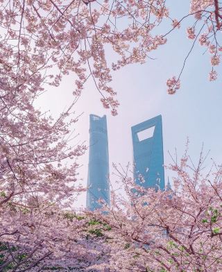 Lujiazui Cherry Blossom CityWalk | Limited-Time Romance in Shanghai