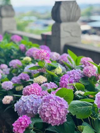 泸州の春限定！アジサイの花海必見スポットマップ！