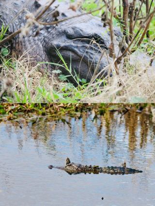 德州踏春必去Brazos鱷魚公園全攻略