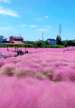 ピンクミューリーの花畑とゴビ砂漠の絶景