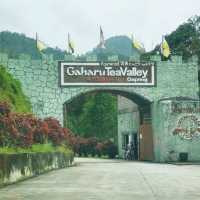 Gaharu Tea Valley in Gopeng