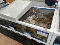 겨울엔 제철대게지🦀 영덕 해파랑공원과 동광어시장