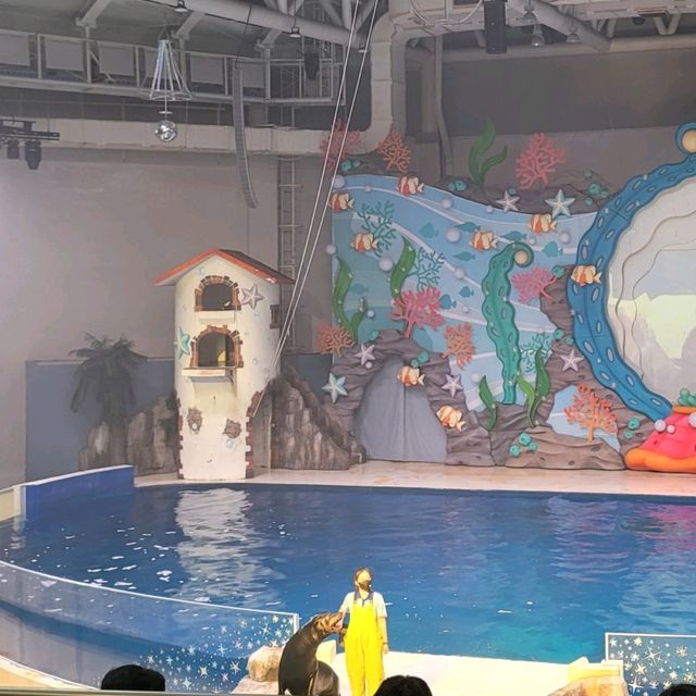 다이나믹한 다이빙쇼, 오션아레나 공연🐬