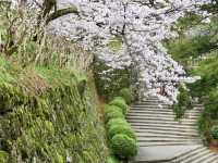 【高知市】日本百名城の春🌸