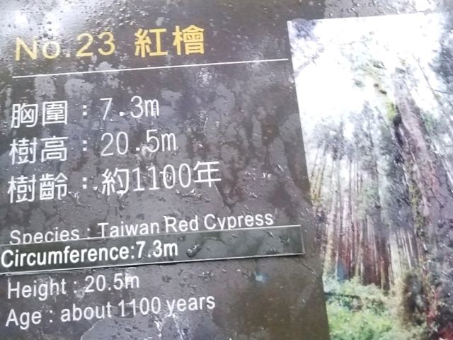 阿里山遠古森林吸收大自然天地靈氣