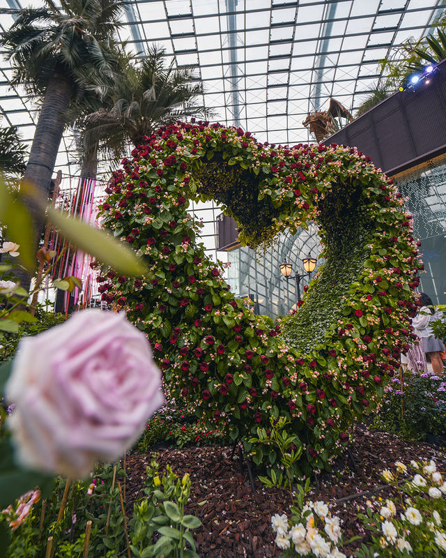 🇸🇬 Rose Romance at Gardens by the Bay