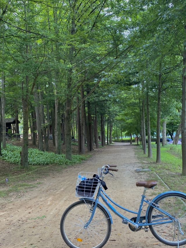 남이섬 자전거타며 힐링코스로 최고🍃