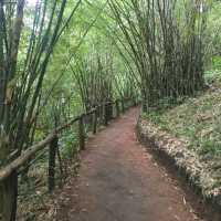 ชมวิวธรรมชาติที่ภูป่าเปาะ | เลย