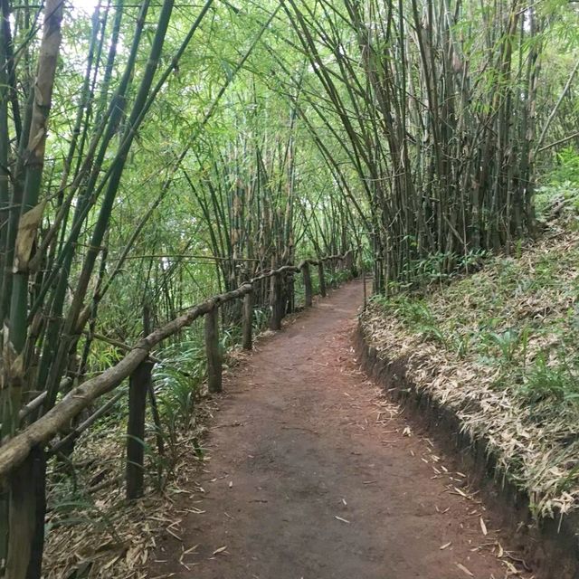ชมวิวธรรมชาติที่ภูป่าเปาะ | เลย