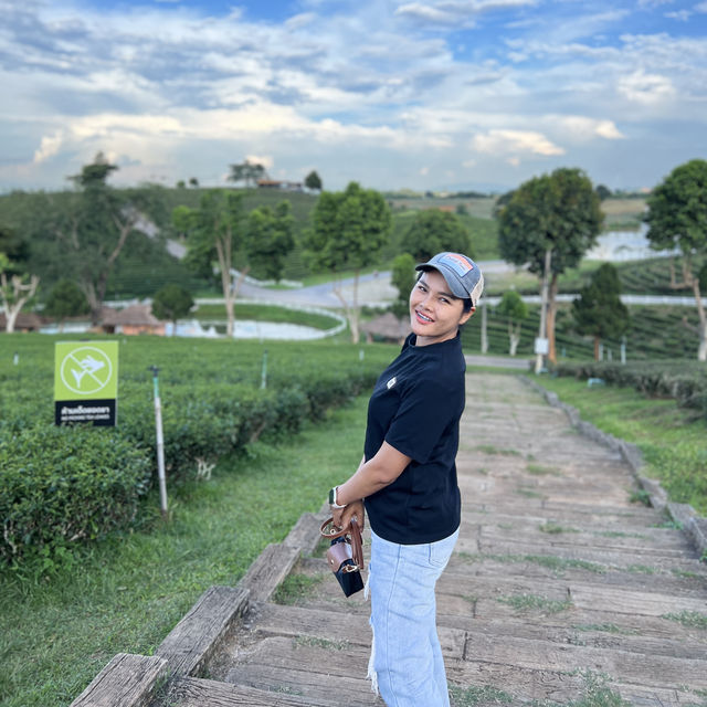 ไร่ชาฉุยฟง 🍃🌱🌿🍃