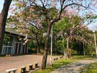 ชมพู่พันธุ์สวนจตุจักร