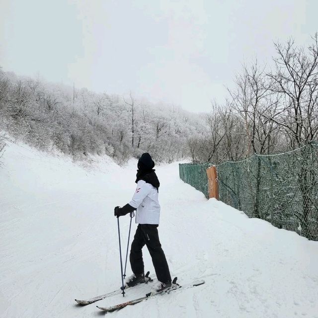 스키장은 용평 레인보우!!