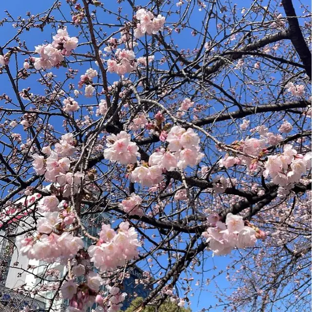 上野公園賞櫻花，享受大都會公園的悠閑時光