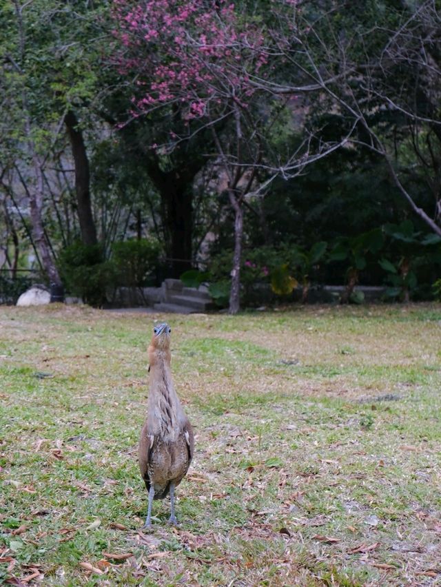 台中仿日本溫泉小鎮 - 谷關
