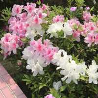 Airy, Spacious and Easily Reached Park