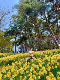 현 시각 벌써 만개했다는 수선화 천국🌼 서산 유기방가옥 💛