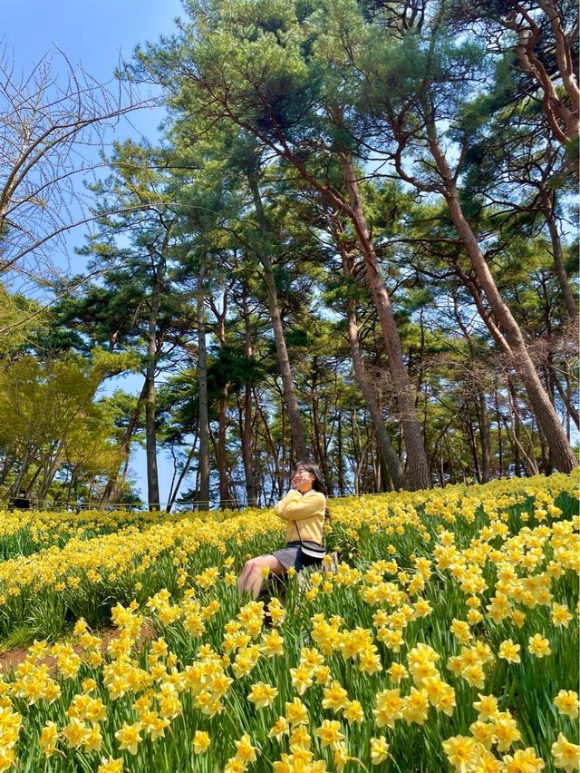현 시각 벌써 만개했다는 수선화 천국🌼 서산 유기방가옥 💛