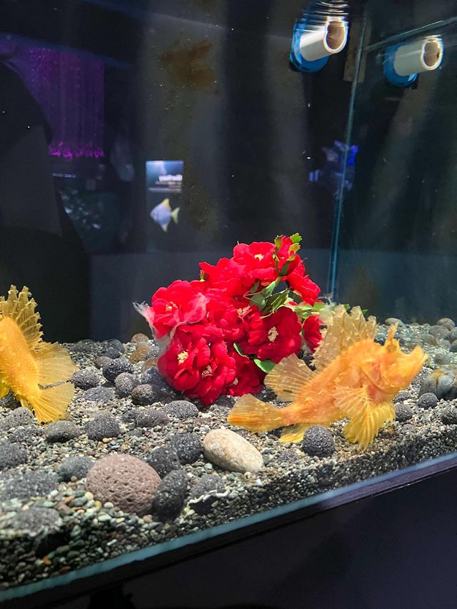 국내최대규모! 서귀포여행 필수코스🐠💙