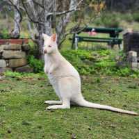 Wallaby ที่ไม่ใช่ จิ้งโจ้ Unseen Bruny Island