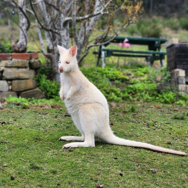 Wallaby ที่ไม่ใช่ จิ้งโจ้ Unseen Bruny Island
