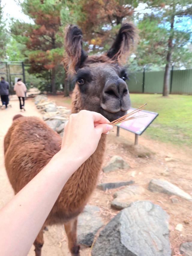 Get up close with animals at Canberra’s zoo!