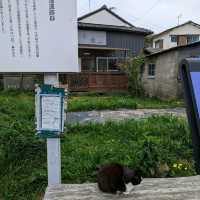 Cat Lover's Paradise! Ainoshima Island off Fukuoka