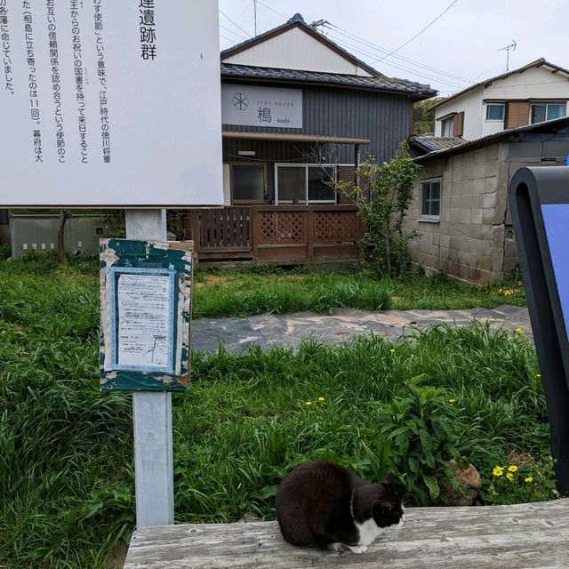 Cat Lover's Paradise! Ainoshima Island off Fukuoka