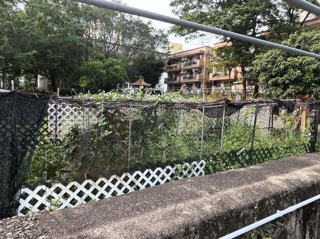 走訪曾大屋，以及旁邊嘅曾大屋遊樂場