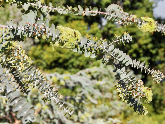 【オーストラリア・パース】キングスパーク 動植物編🪷