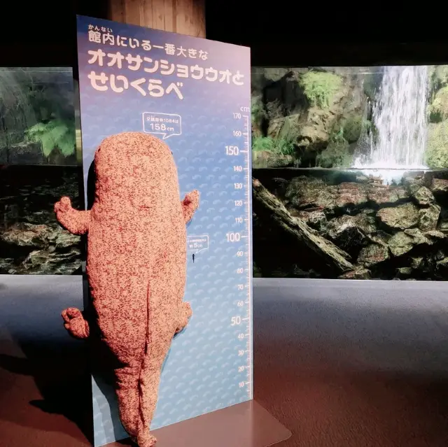 オオサンショウウオを堪能できる　京都水族館