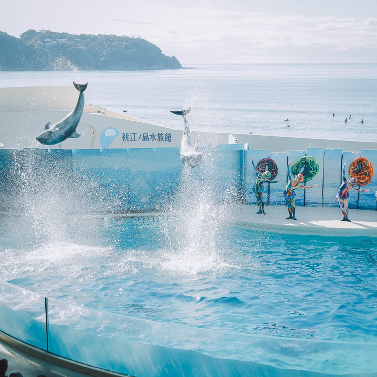 神奈川】「新江ノ島水族館」でこの夏は新たな発見を🐟 | Trip.com 藤沢