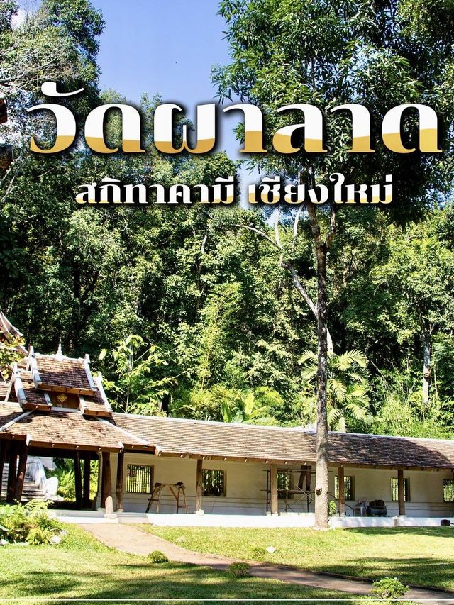 🙏🏻 มหัศจรรย์ใจกลางป่า @วัดผาลาด เชียงใหม่