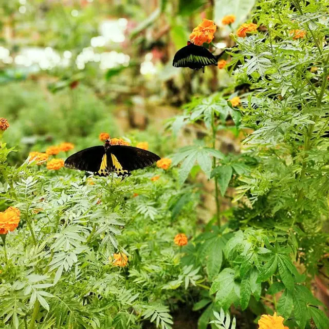 Experience to the Butterfly Farm