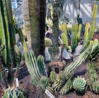荷蘭🇳🇱 Hortus botanicus Leiden萊頓植物園🌵🪴室內篇